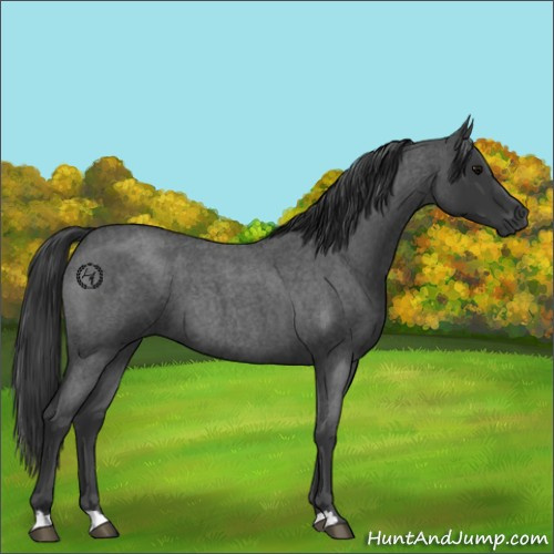 Horse Color:Blue Roan 