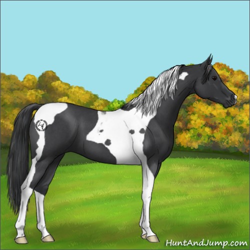 Horse Color:Blue Roan Tobiano 