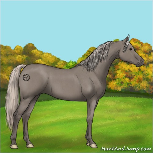Horse Color:Silver Grullo Roan 
