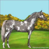 Horse Color:White Spotted Silver Blue Roan 