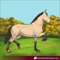 Horse Color:Buckskin 
