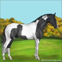 Horse Color:Black Tobiano Rabicano