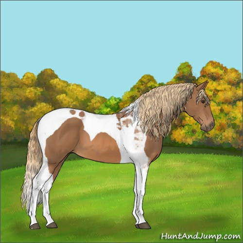 Horse Color:Chestnut Tobiano 