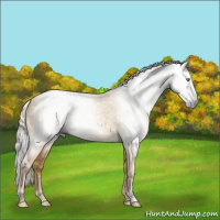 Horse Color:Gray Silver Classic Cream Champagne Dun 