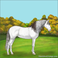 Horse Color:Amber Champagne Dun Sabino 