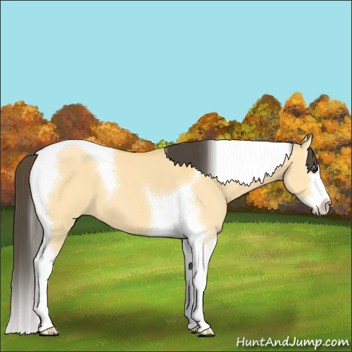 Horse Color:Buckskin Dun Splash Tobiano