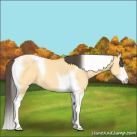 Horse Color:Buckskin Dun Splash Tobiano