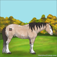 Horse Color:Bay Ice Dun Splash 