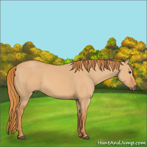 Horse Color:Red Dun 