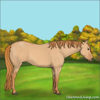 Horse Color:Red Dun 