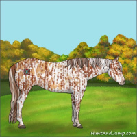 Horse Color:Chestnut  and Palomino Dun Appaloosa 