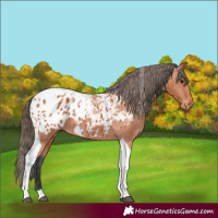 Horse Color:Bay Tobiano Appaloosa 