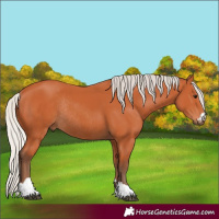 Horse Color:Silver Bay Rabicano