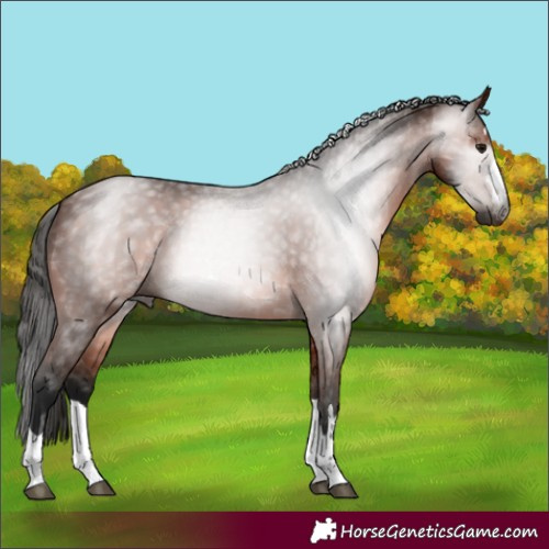 Horse Color:Gray Bay 