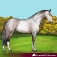 Horse Color:Gray Bay 