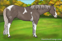 Horse Color:Silver Black Splash Tobiano 