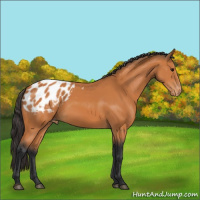 Horse Color:Bay Sabino Appaloosa 