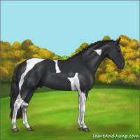 Horse Color:Black Tobiano 