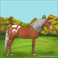 Horse Color:Silver Bay Appaloosa 
