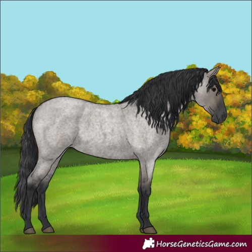 Horse Color:Grullo Roan 