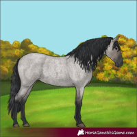 Horse Color:Grullo Roan 