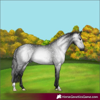 Horse Color:Gray Smoky Black 