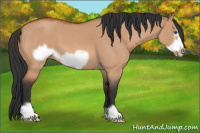 Horse Color:Bay Roan Dun Frame 