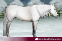 Horse Color:Gray Bay Dun 