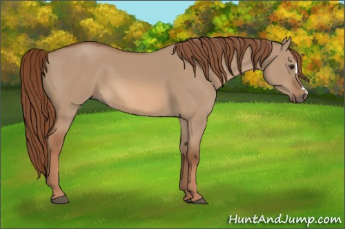 Horse Color:Red Dun 