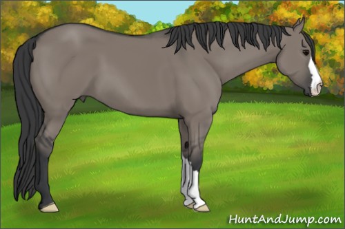 Horse Color:Grullo 