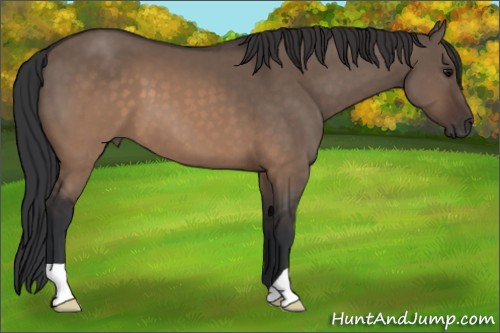 Horse Color:Brown Dun 