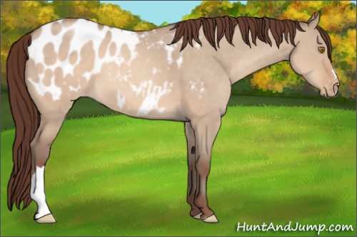 Horse Color:Sable Champagne Dun Appaloosa 