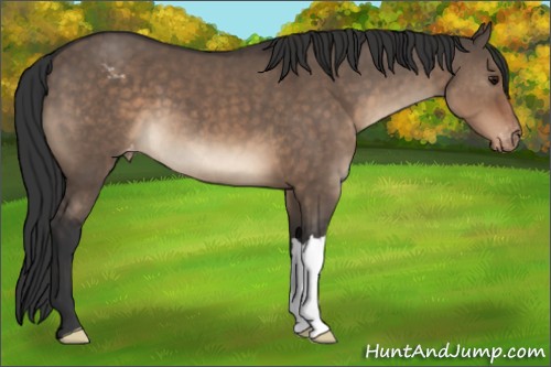 Horse Color:Brown Dun Appaloosa 