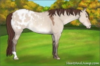 Horse Color:Sable Champagne Dun Appaloosa 