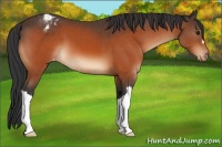 Horse Color:Bay Appaloosa 