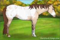 Horse Color:Sable Champagne Dun Frame Appaloosa 