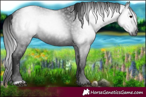Horse Color:Gray Black 