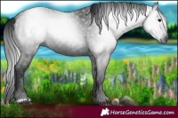 Horse Color:Gray Black 
