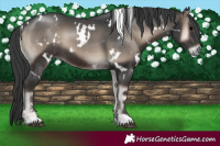 Horse Color:White Spotted Blue Onyx 