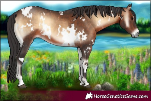 Horse Color:White Spotted Brown Onyx 