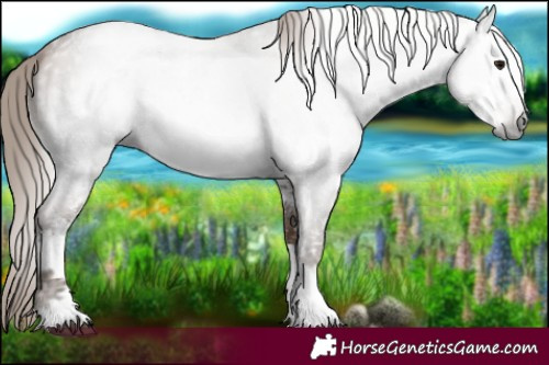 Horse Color:Gray White Spotted Black Ice Pearl Sabino 
