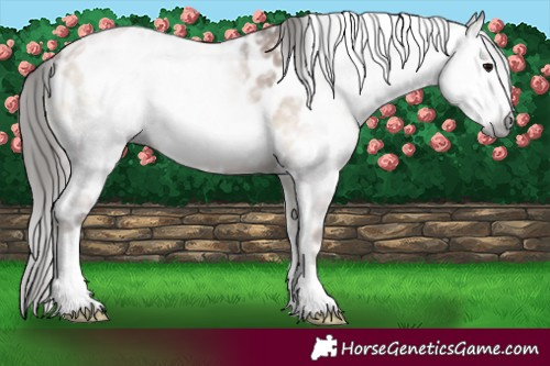 Horse Color:Gray Blue Onyx Pearl Appaloosa 