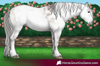 Horse Color:Gray Blue Onyx Pearl Appaloosa 