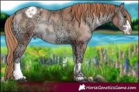 Horse Color:Blue Onyx Ice Pearl Appaloosa