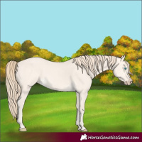 Horse Color:Perlino Dun