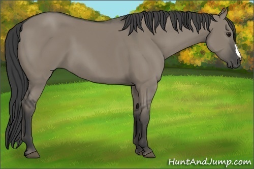 Horse Color:Smoky Grullo