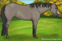 Horse Color:Smoky Grullo