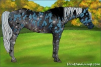 Horse Color:ERROR: UNKNOWN ANOMALY