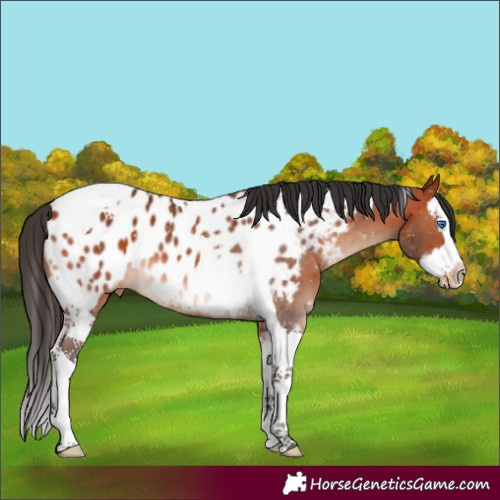 Horse Color:Bay Splash Tobiano Near Leopard
