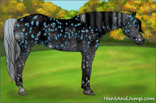 Horse Color:ERROR: UNKNOWN ANOMALY